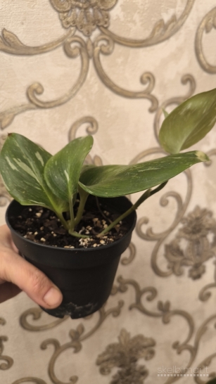 Scindapsus Rubicon var