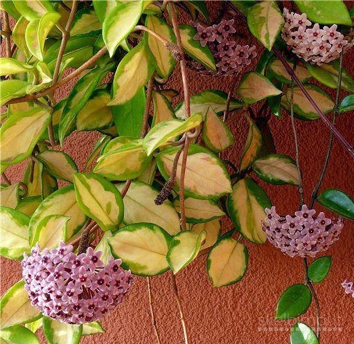 Hoya tricolor, vaskuole