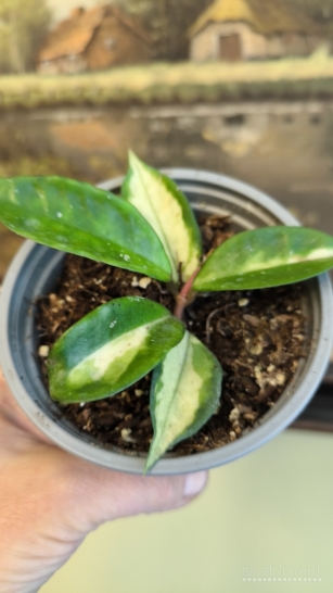 Hoya tricolor, vaskuole