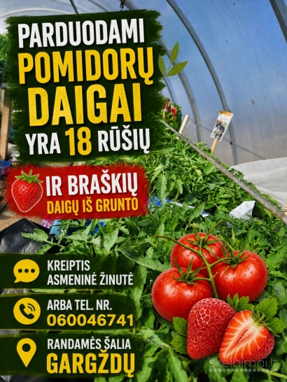 Parduodami pomidoru, agurku daigai
