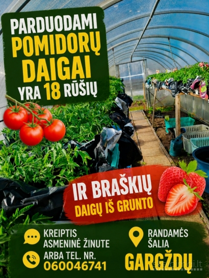 Parduodami pomidoru, agurku daigai