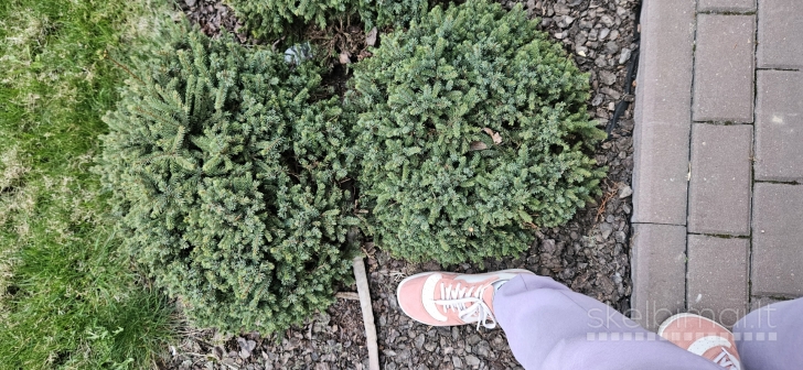Nykštukinė eglė Picea glauca ECHINOFORMIS