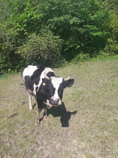 PARDUODAMA MELŽIAMA KARVĖ