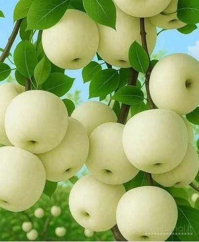 Obuoliai