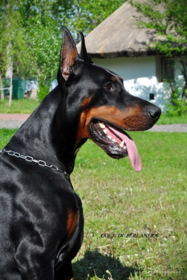 PARDUODAMI DOBERMANŲ VEISLĖS ŠUNIUKAI SU KILMĖS DOKUMENTAIS.