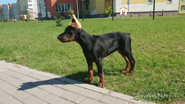 PARDUODAMI DOBERMANŲ VEISLĖS ŠUNIUKAI SU KILMĖS DOKUMENTAIS.