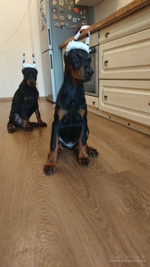 PARDUODAMI DOBERMANŲ VEISLĖS ŠUNIUKAI SU KILMĖS DOKUMENTAIS.