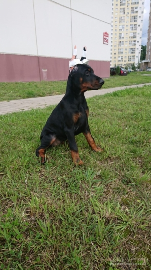 PARDUODAMI DOBERMANŲ VEISLĖS ŠUNIUKAI SU KILMĖS DOKUMENTAIS.