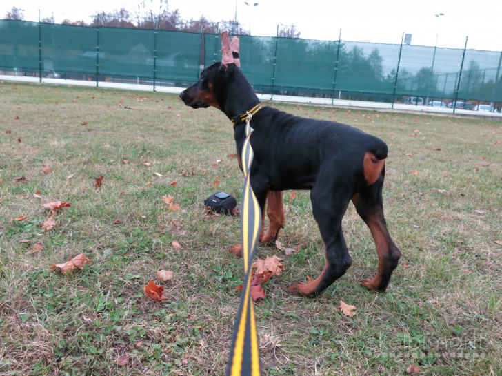 PARDUODAMI DOBERMANŲ VEISLĖS ŠUNIUKAI SU KILMĖS DOKUMENTAIS.
