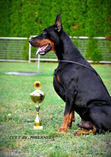 PARDUODAMI DOBERMANŲ VEISLĖS ŠUNIUKAI SU KILMĖS DOKUMENTAIS.