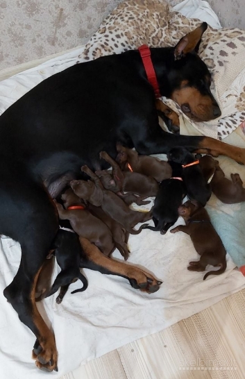 DOBERMANŲ ŠUNIUKAI! PARDUODAMI DOBERMANŲ ŠUNIUKAI SU KILMĖS DOKUMENTAIS.