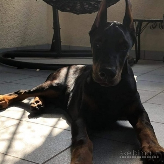 DOBERMANŲ ŠUNIUKAI! PARDUODAMI DOBERMANŲ ŠUNIUKAI SU KILMĖS DOKUMENTAIS.