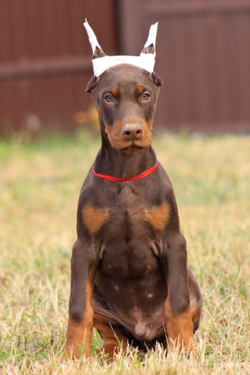 DOBERMANŲ ŠUNIUKAI! PARDUODAMI DOBERMANŲ ŠUNIUKAI SU KILMĖS DOKUMENTAIS.