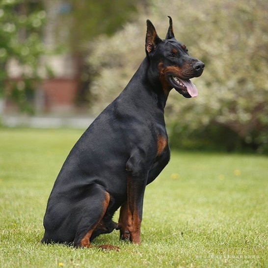 DOBERMANŲ ŠUNIUKAI! PARDUODAMI DOBERMANŲ ŠUNIUKAI SU KILMĖS DOKUMENTAIS.