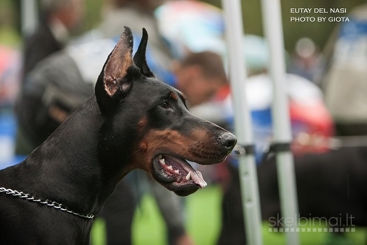 DOBERMANŲ ŠUNIUKAI! PARDUODAMI DOBERMANŲ ŠUNIUKAI SU KILMĖS DOKUMENTAIS.