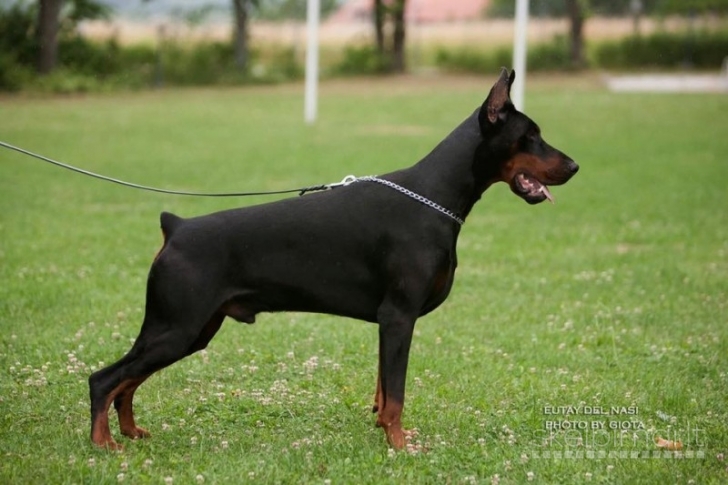 DOBERMANŲ ŠUNIUKAI! PARDUODAMI DOBERMANŲ ŠUNIUKAI SU KILMĖS DOKUMENTAIS.