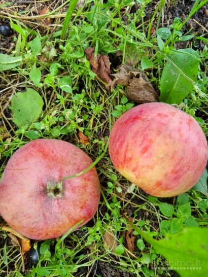 Obuoliai krituoliai greitam valgymui, sultims ir pyragams