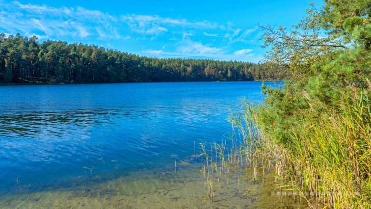 Prie ,,Baltųjų Lakajų" ežero su pakrante, pušyne, poilsio namai