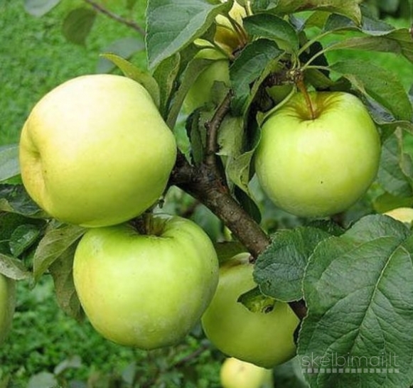 Obuoliai spaudyklom