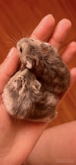 Džiungarijos žiurkėnai 