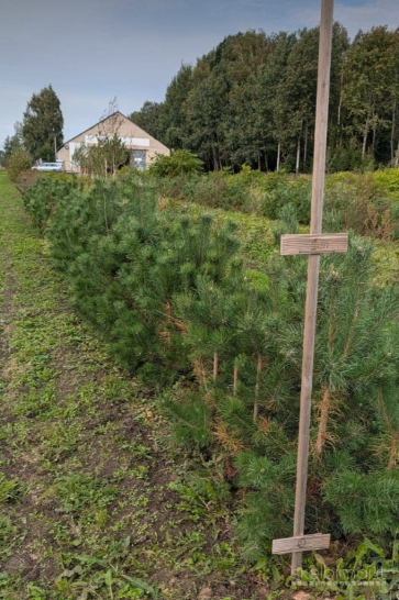 Parduodu pušų sodinukus, kaina nuo 9€ (3čių metų)